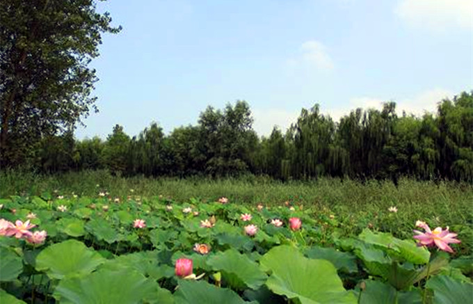 微山湖红河湿地攻略,微山湖红河湿地门票