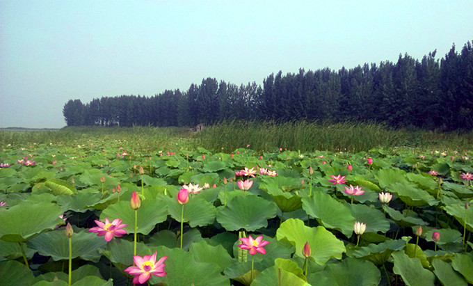 微山湖红荷湿地门票团购,微山湖红荷湿地门票价格