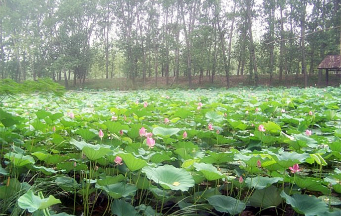 微山湖红荷湿地门票团购,微山湖红荷湿地门票优惠政策