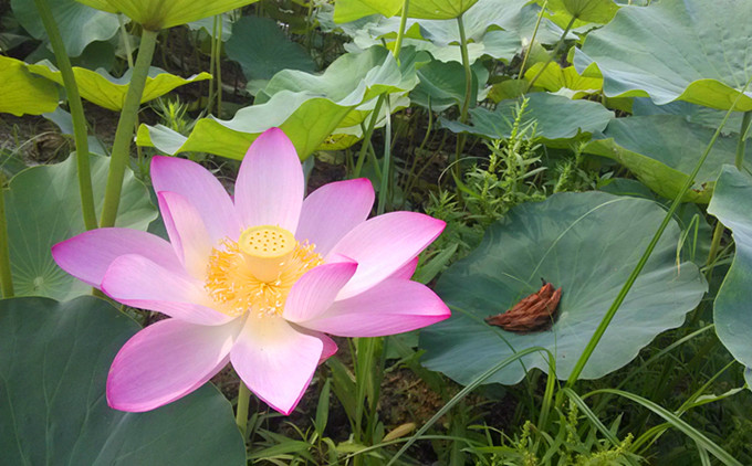 微山湖红荷湿地一日游价格,微山湖一日游攻略