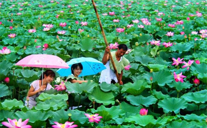 枣庄微山湖红荷湿地自助游多少钱