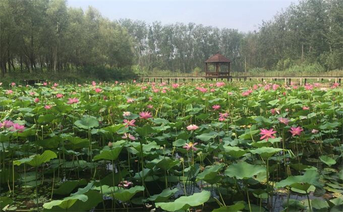 枣庄微山湖红荷湿地自助游多少钱