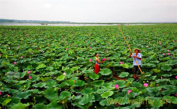 枣庄微山湖红荷湿地自助游多少钱