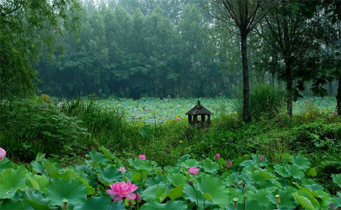 枣庄微山湖红荷湿地旅游门票团购