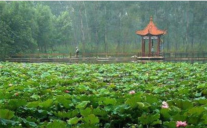 微山湖红荷湿地旅游景点简介