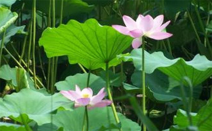 枣庄微山湖红荷湿地自由行团购