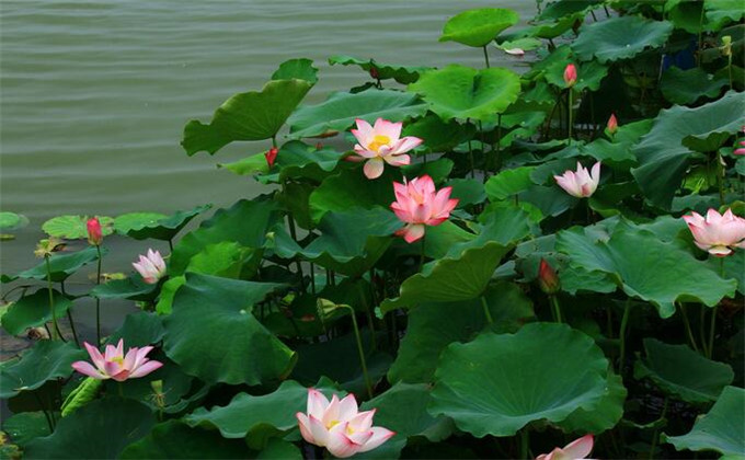 枣庄微山湖红荷湿地两日游