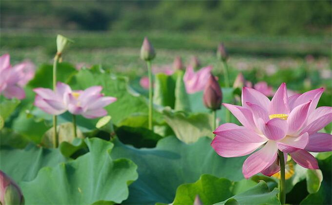 枣庄微山湖红荷湿地两日游