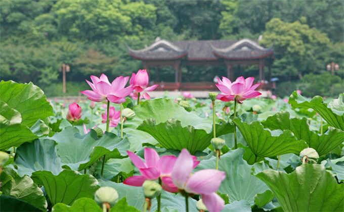 枣庄微山湖红荷湿地二日自驾游