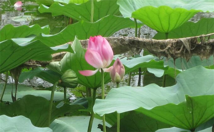 枣庄微山湖红荷湿地旅游2日团购