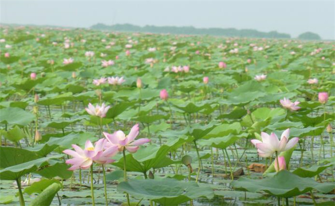 枣庄微山湖红荷湿地二日游自驾