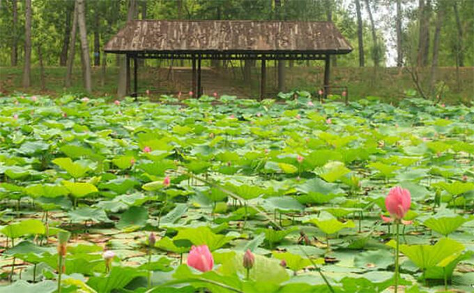 枣庄微山湖红荷湿地自助游费用