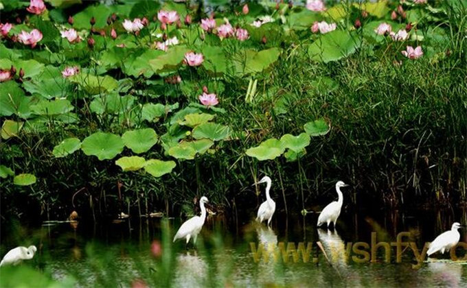 枣庄微山湖红荷湿地自由行价格多少钱