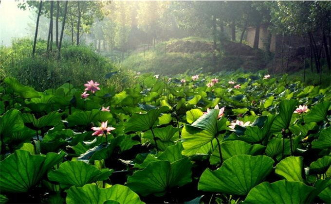 枣庄微山湖红荷湿地自助旅游