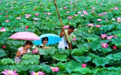 枣庄微山湖红荷湿地自由行推荐