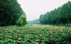 枣庄微山湖红荷湿地附近住宿