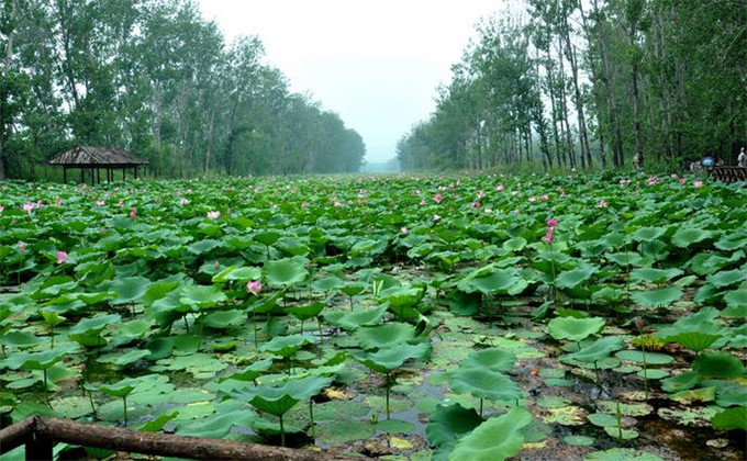 枣庄微山湖红荷湿地2日游团购