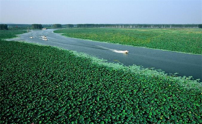  枣庄微山湖红荷湿地附近景点