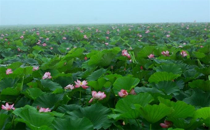 枣庄微山湖红荷湿地自助游攻略