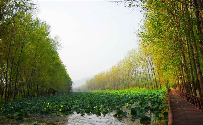 从枣庄到微山湖湿地