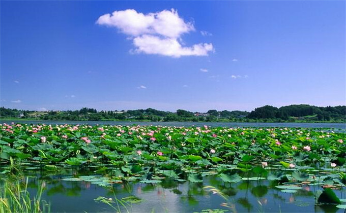 微山湖红荷湿地旺季在里面住多钱一晚