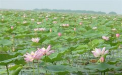 微山湖红荷湿地门票规定_预订价格