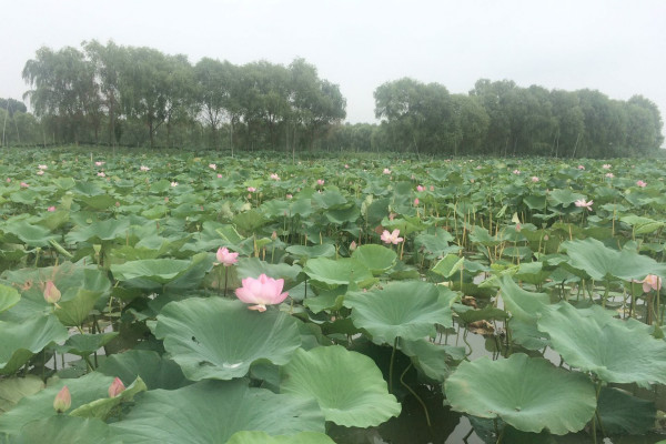 微山湖旅游攻略特产