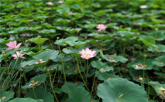 微山湖门票多少钱一个人 微山湖坐船多少钱